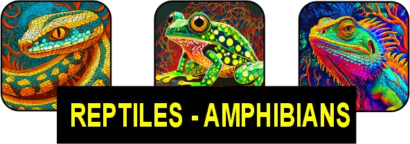 Reptiles - Amphibians